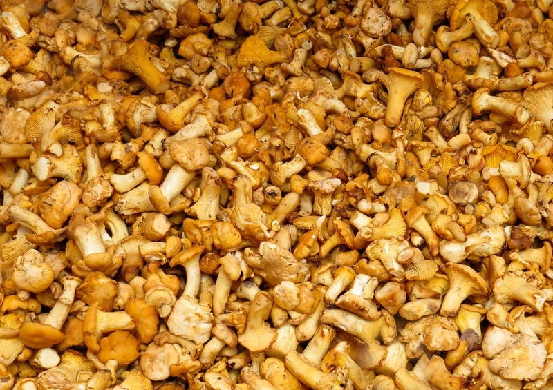 40698 Ernährung - Pfifferlinge Puzzle