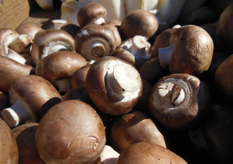 40701 Ernährung - Champignons Puzzle