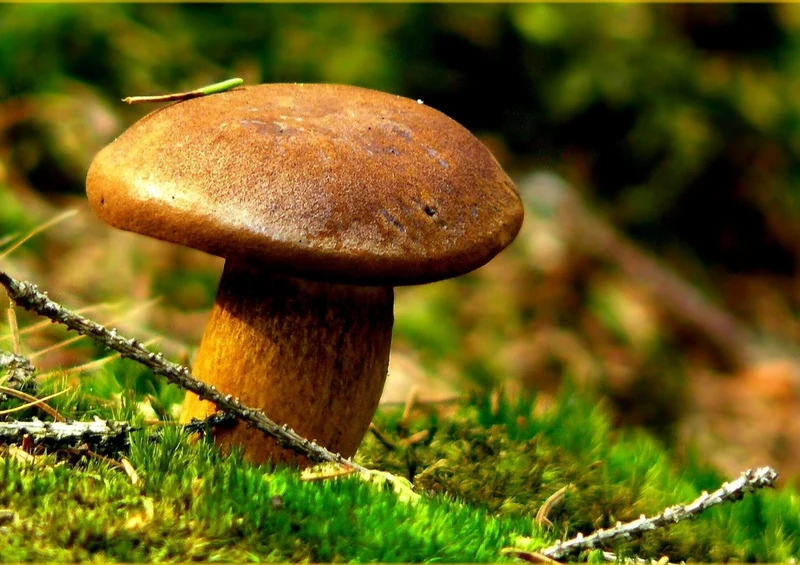 39208 Natur - Pilz Puzzle