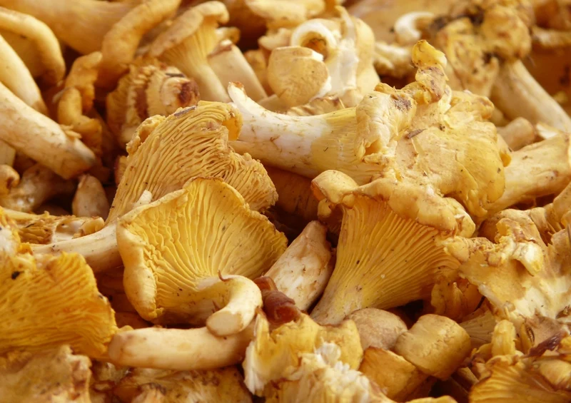 39215 Ernährung - Pilze Puzzle