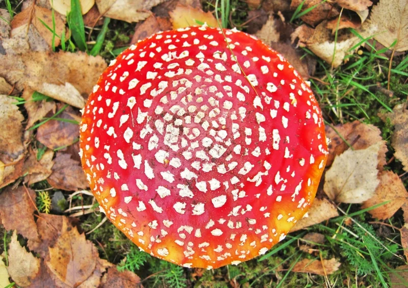 39221 Natur - Fliegen-Pilz Puzzle