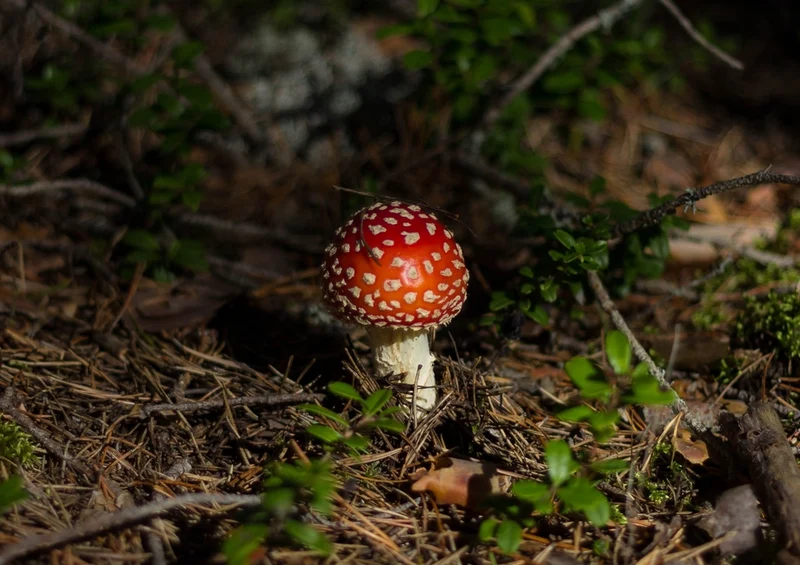 39227 Natur - Fliegen-Pilz Puzzle