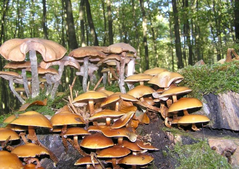 39230 Natur - Pilze Puzzle