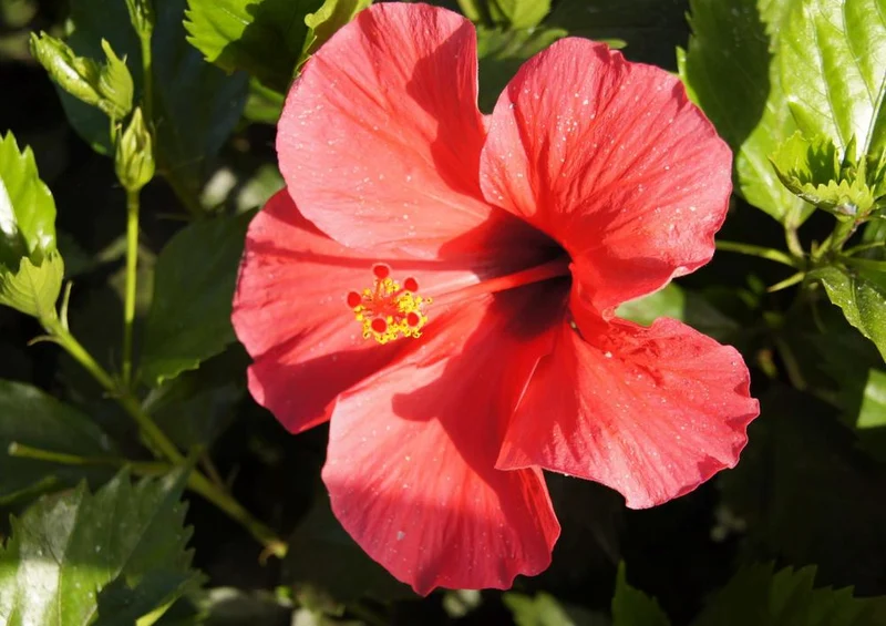 33327 Natur - Hibiskus Puzzle