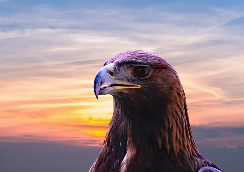 27580 Tierwelt - Adler Puzzle