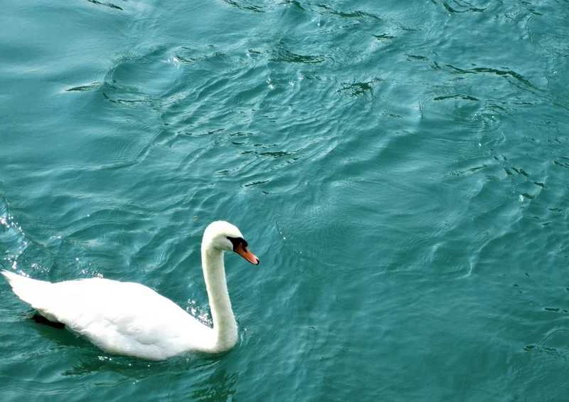 37583 Tierwelt - Schwan Puzzle
