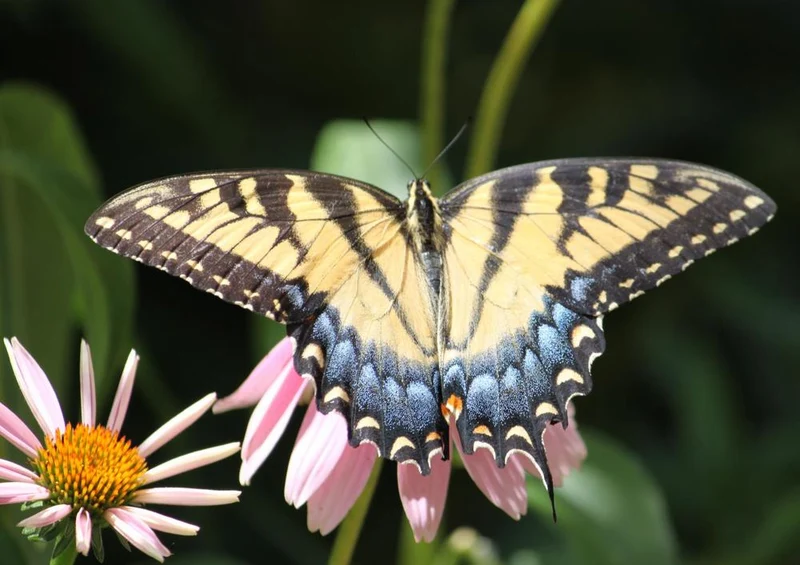 27585 Tierwelt - Schmetterling Puzzle