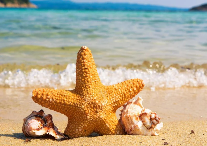 27589 Natur - Strand Puzzle