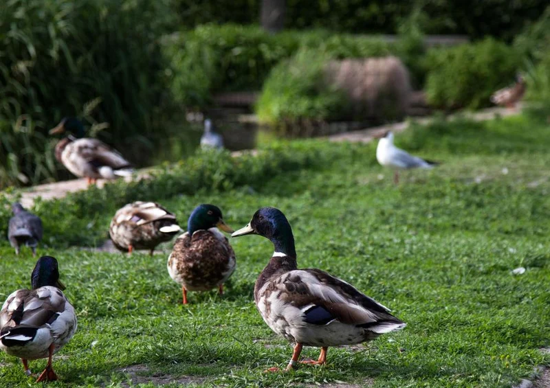 31136 Tierwelt - Ente Puzzle