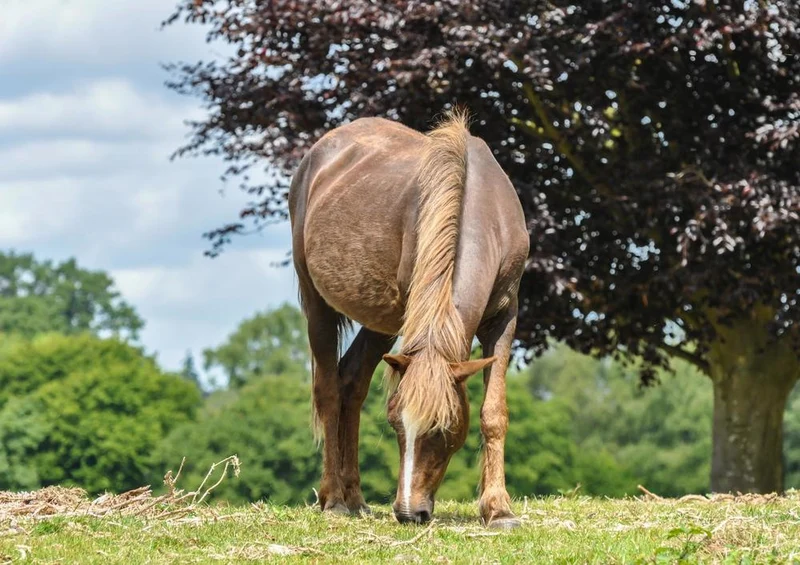 31119 Tierwelt - Pferd Puzzle