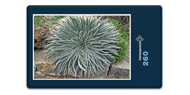33423 Natur - Bromelie Puzzle
