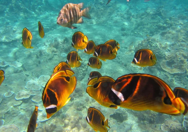 27599 Natur - Fische Puzzle