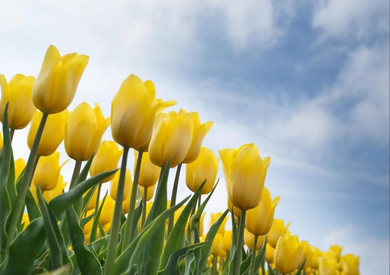 27603 Natur - Tulpen Puzzle