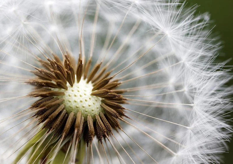 27608 Natur - Pusteblume Puzzle