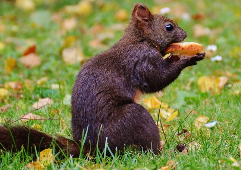 33496 Natur - Eichhörnchen Puzzle