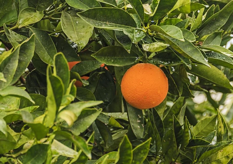 33124 Ernährung - Orangenbaum Puzzle