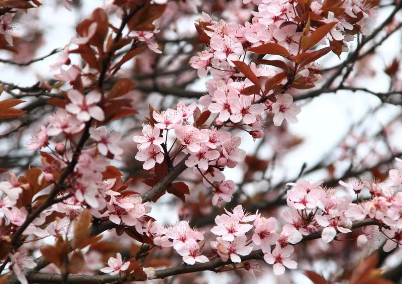24997 Natur - Kirschblüte Puzzle