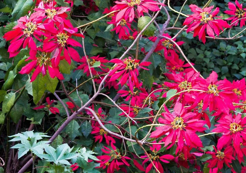 33403 Natur - Weihnachtsstern Puzzle