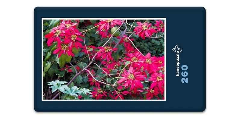 33403 Natur - Weihnachtsstern Puzzle