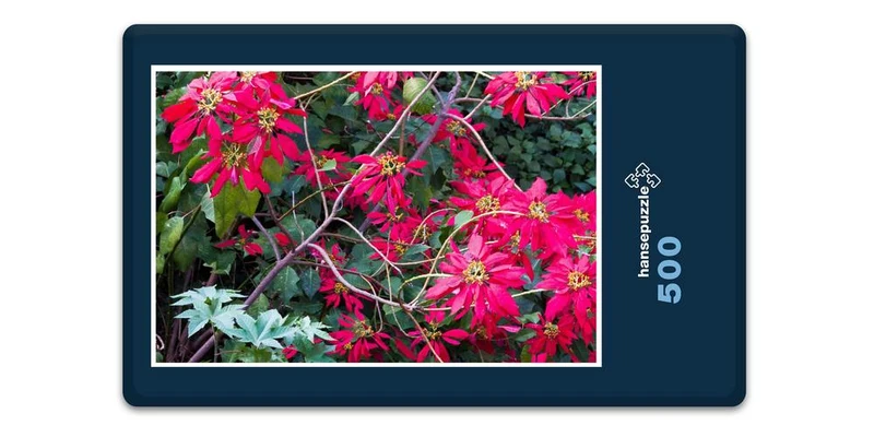 33403 Natur - Weihnachtsstern Puzzle