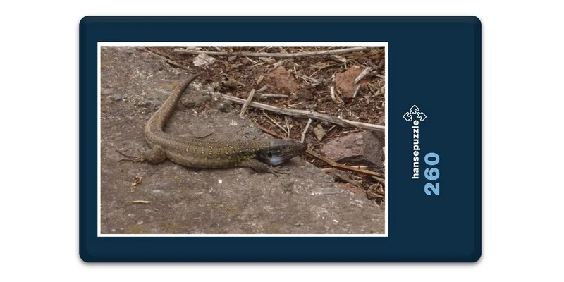 33401 Natur - Echse Puzzle