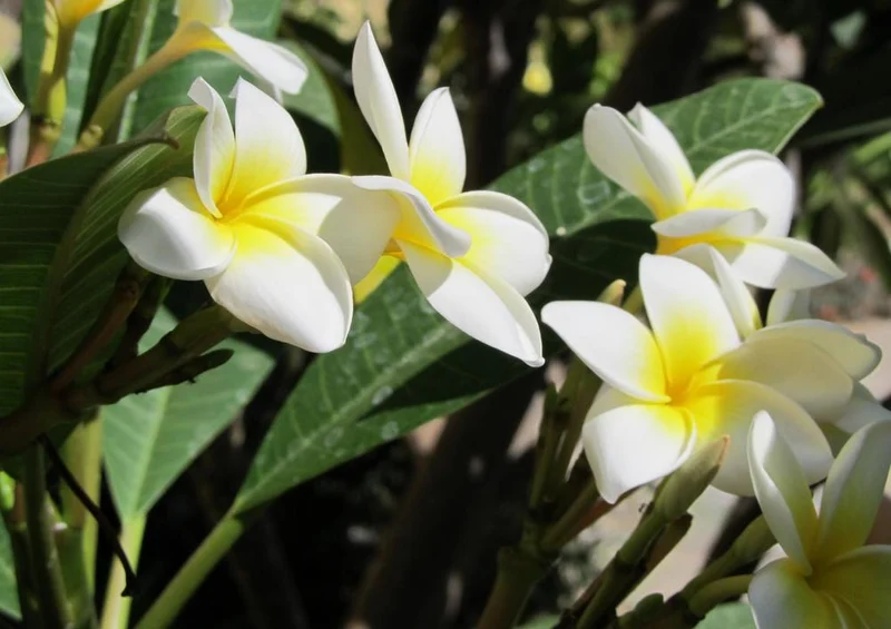 33447 Reisen - Plumeria Puzzle