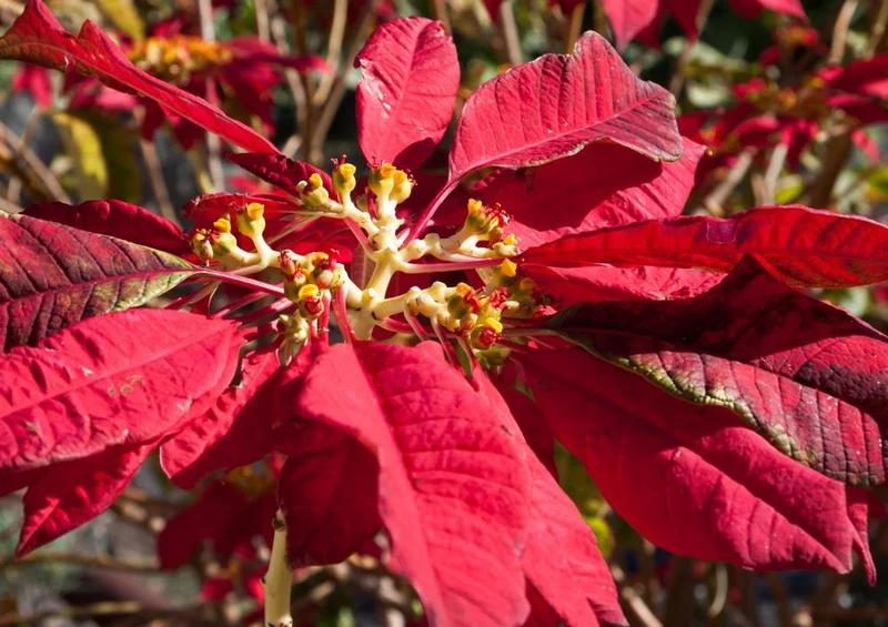 33395 Natur - Weihnachtsstern Puzzle