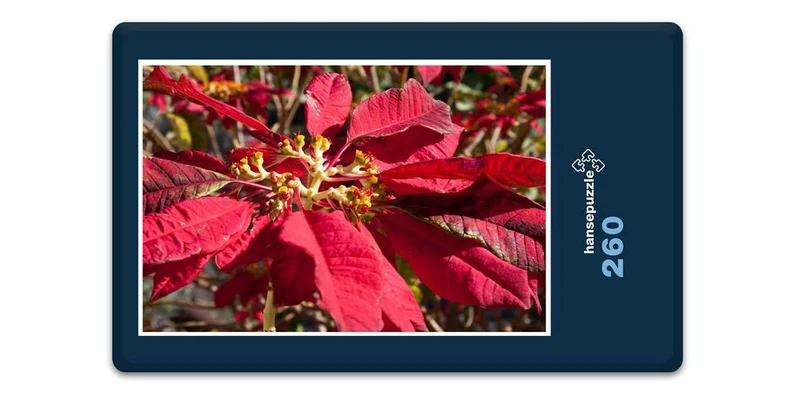 33395 Natur - Weihnachtsstern Puzzle