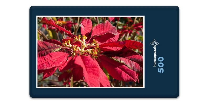 33395 Natur - Weihnachtsstern Puzzle