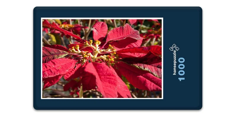 33395 Natur - Weihnachtsstern Puzzle