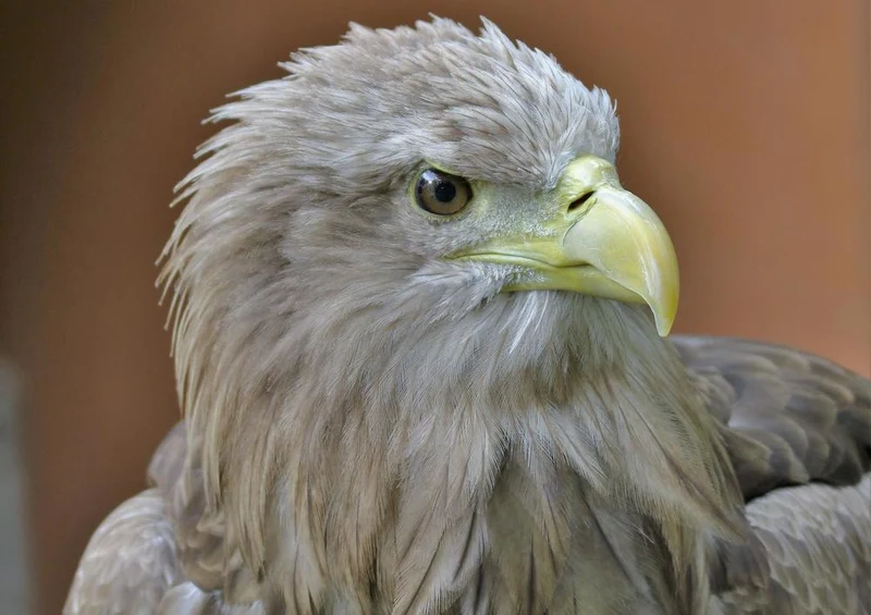 17126 Tierwelt - Weißkopf-Seeadler Puzzle