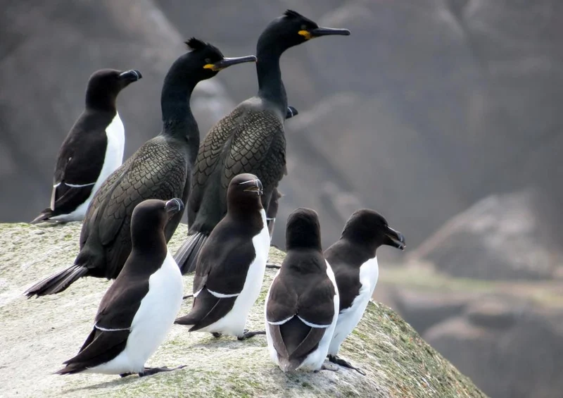 17128 Tierwelt - Kormoran Puzzle