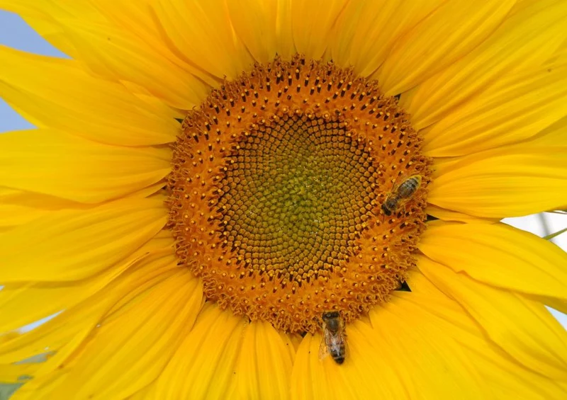 17191 Natur - Sonnenblume Puzzle