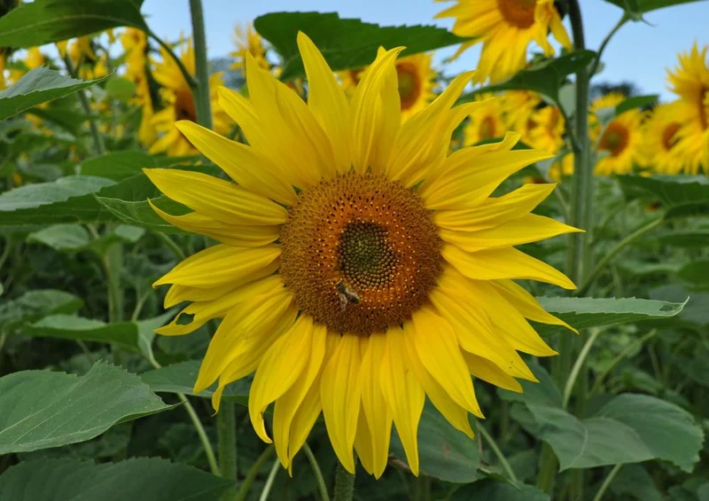 17192 Natur - Sonnenblume Puzzle