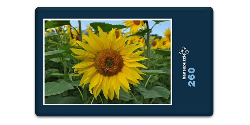 17192 Natur - Sonnenblume Puzzle
