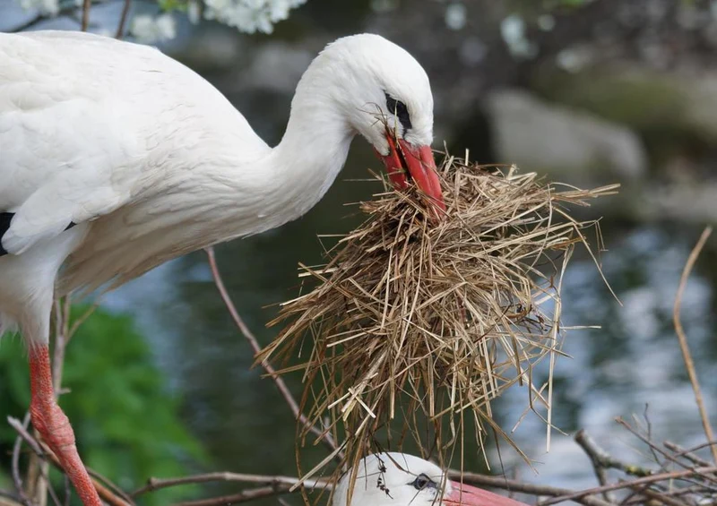 17196 Natur - Storch im Nest Puzzle