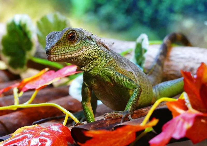 17333 Natur - Wasserdrache Puzzle