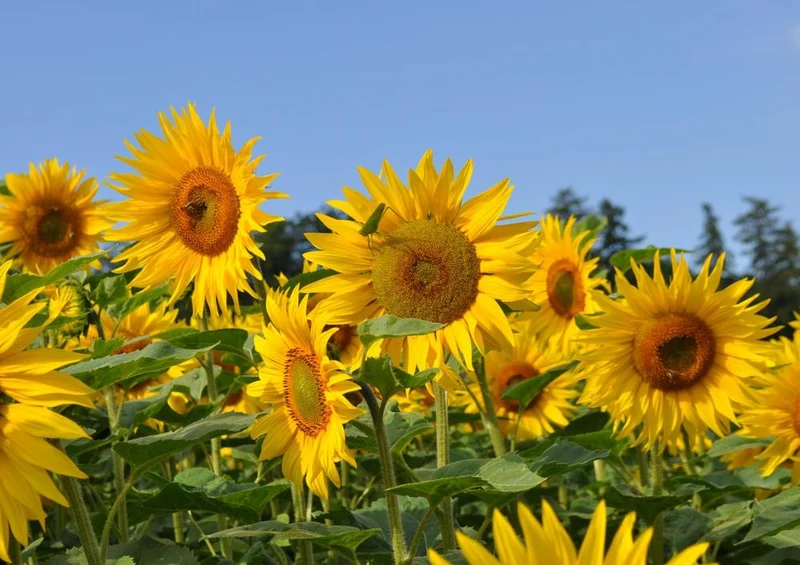 22408 Natur - Sonnenblumen-Feld Puzzle