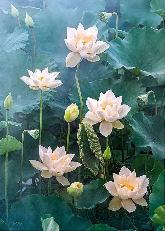 DMG White Lotus (1000pcs) (DAMAGED BOX)