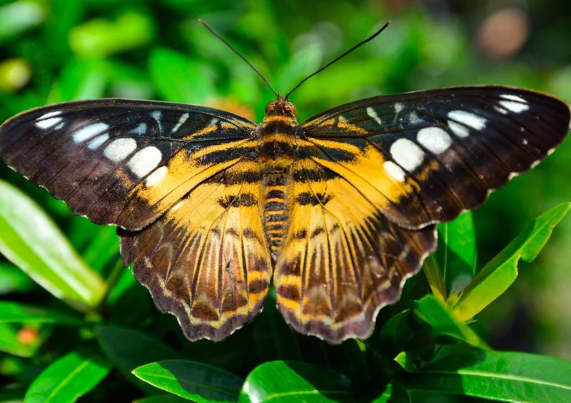 26384 Tierwelt - Schmetterling Puzzle