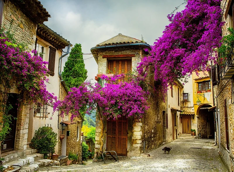 Provence, France (2000pcs)