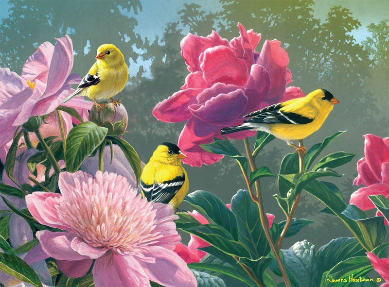 Peony Party, Hautman (1000pcs)