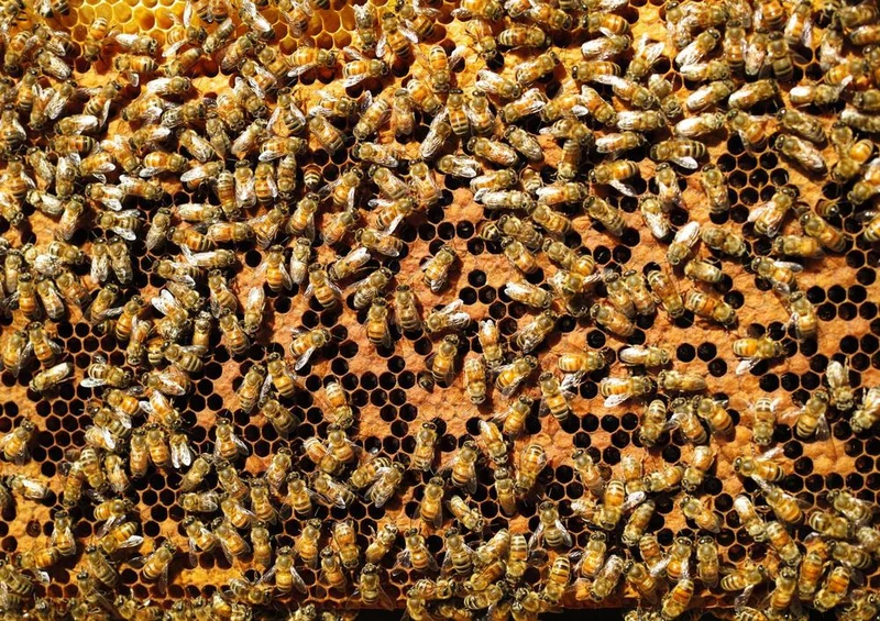 17203 Ernährung - Bienen-Honig Puzzle