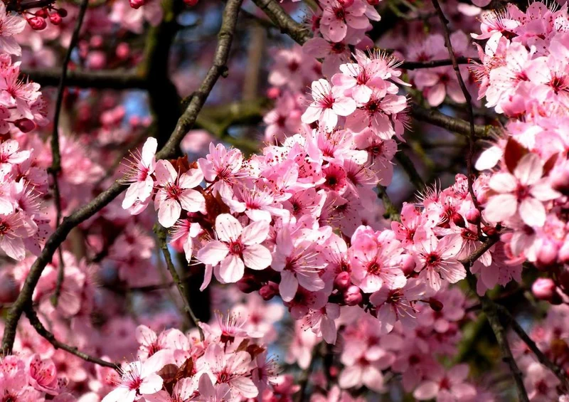 17207 Natur - Kirsch-Blüte Puzzle