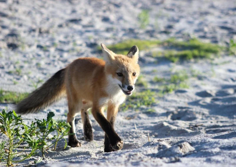 17234 Tierwelt - Fuchs Puzzle