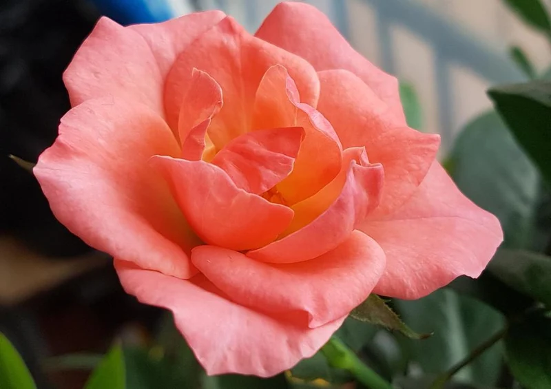 17212 Natur - Rose Puzzle