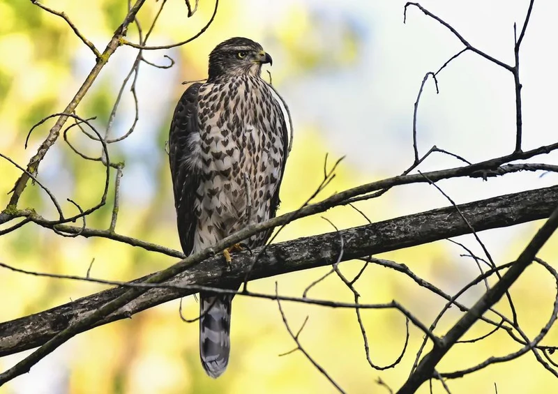 27898 Natur - Greifvogel Puzzle