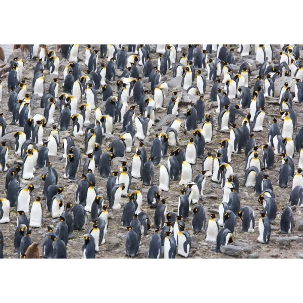 King Penguin Colony (1500pcs)