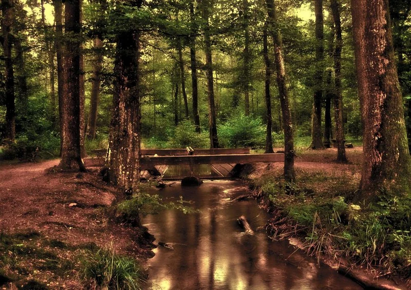 27948 Natur - Wald Puzzle