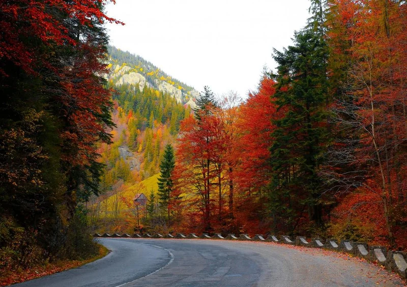 17236 Natur - Herbst-Farben Puzzle